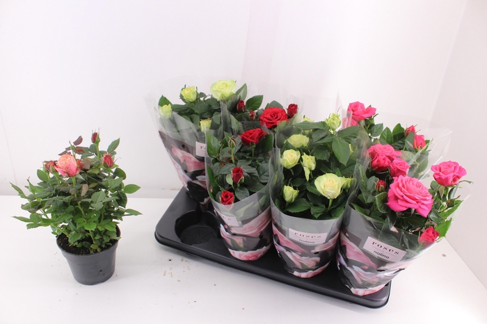 <h4>ROSA PATIO HIT MIX P13</h4>