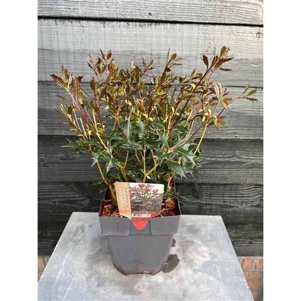 <h4>Osmanthus heterophyllus 'Purpureus' P17</h4>