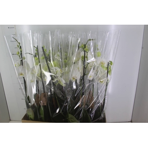 PHALAENOPSIS P12 BRANCO 2 HT