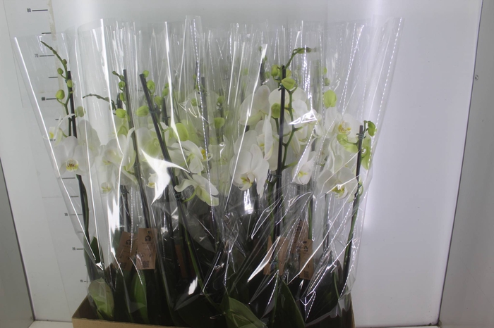 <h4>PHALAENOPSIS P12 BRANCO 2 HT</h4>