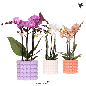 Kolibri Orchids Phalaenopsis mix 3 spike in Poppy pot mix