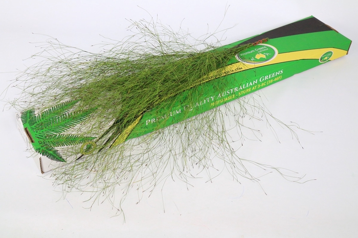 <h4>Emu Feather</h4>