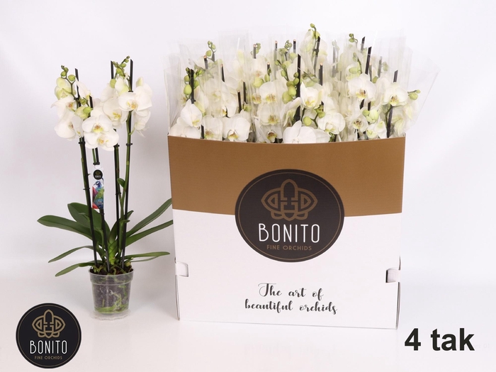 <h4>Phal An Nottingham</h4>