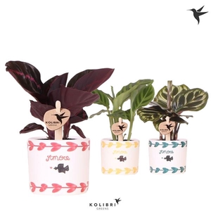 Calathea gemengd