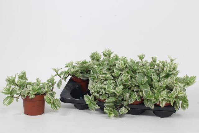 <h4>Tradescantia zebrina</h4>