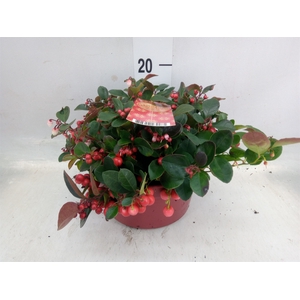 Gaultheria proc.