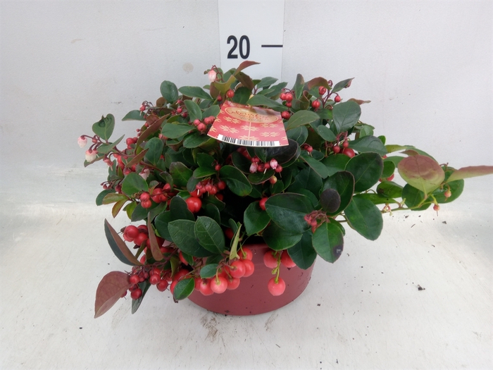 <h4>Gaultheria proc.</h4>