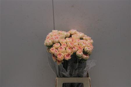 <h4>Di St Ukelele</h4>