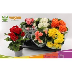 !! PROMO !! BEGONIA MIX P13