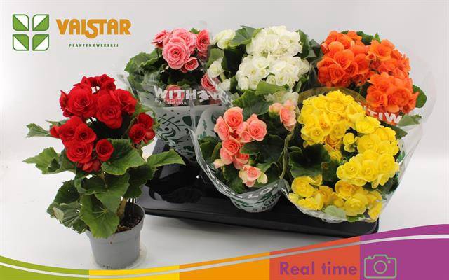 <h4>!! PROMO !! BEGONIA MIX P13</h4>
