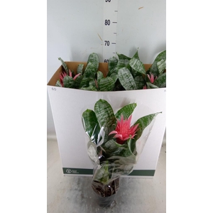 Aechmea fasciata 'Primera'