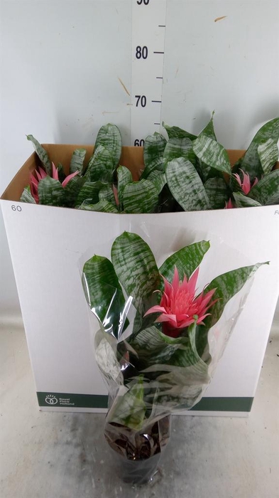 <h4>Aechmea fasciata 'Primera'</h4>