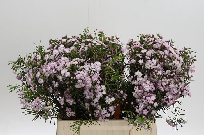 <h4>Chamelaucium Dancing Queen</h4>