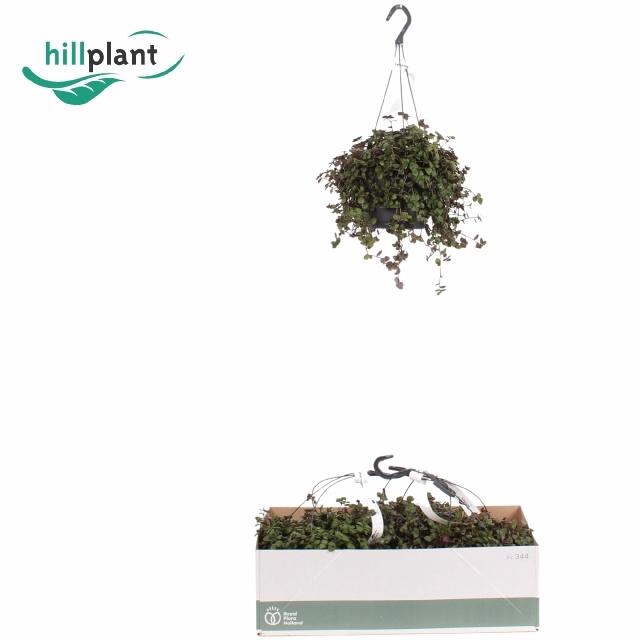 <h4>CALLISIA ELEGANS</h4>