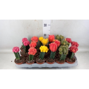 Gymnocalycium mihanov. 'Brasil'