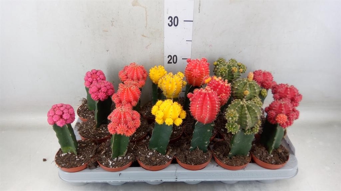 <h4>Gymnocalycium mihanov. 'Brasil'</h4>