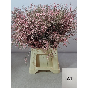 GINGSTER PB LICHTROSE