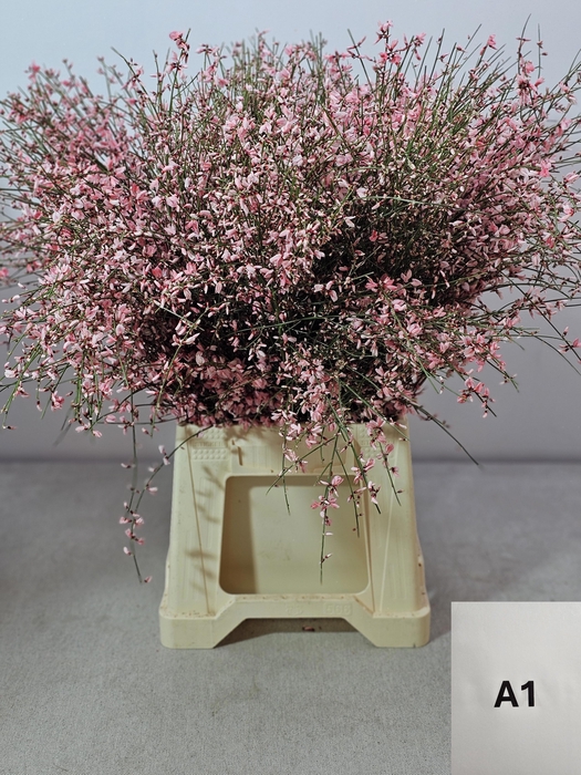 <h4>GINGSTER PB LICHTROSE</h4>