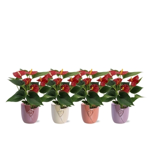 Anthurium Diamond Red in Joa ceramics
