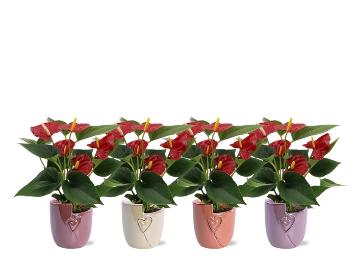 <h4>Anthurium Diamond Red in Joa ceramics</h4>