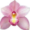 Cymbidium 8/11 Light Pink Bl pst