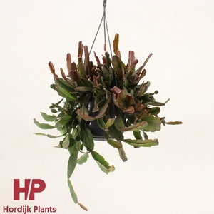 Rhipsalis agudoensis P15