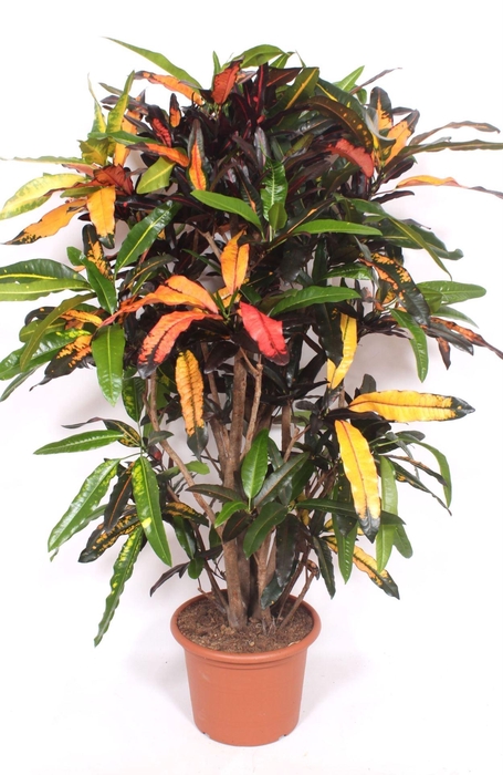 <h4>Codiaeum Codiaeum variegatum kleinb</h4>