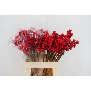 Stick Berries Ilex Red