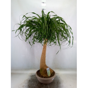 Beaucarnea recurvata