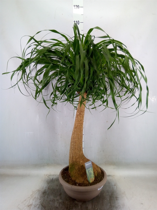 <h4>Beaucarnea recurvata</h4>