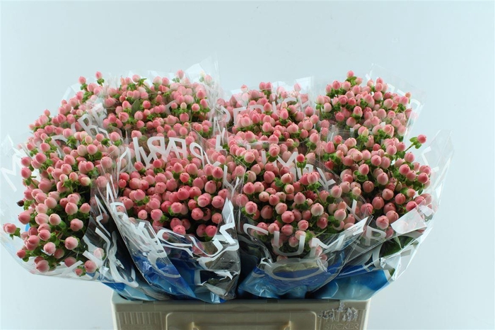 Hyp Coco Casino Pink