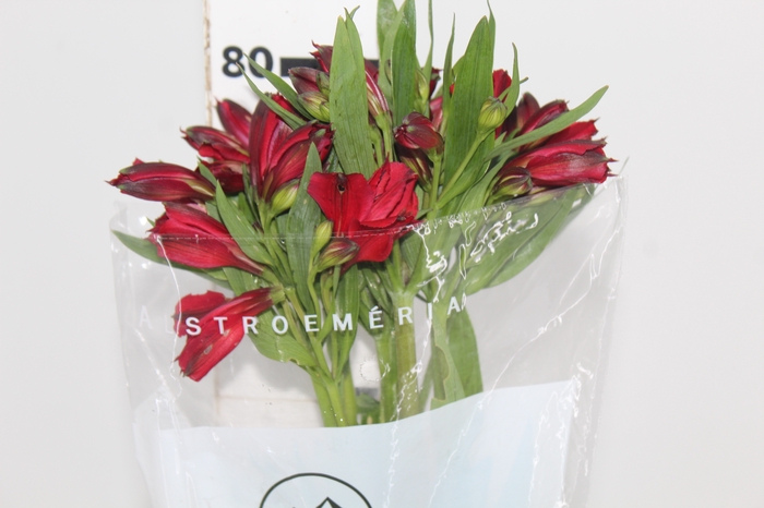 <h4>ALSTROEMERIA NATALYA 080 CM</h4>