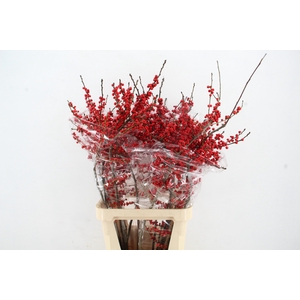 ILEX VE RODE BES 100CM ARTISTIEK