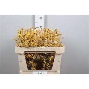 Ilex Ve Mag Citronella