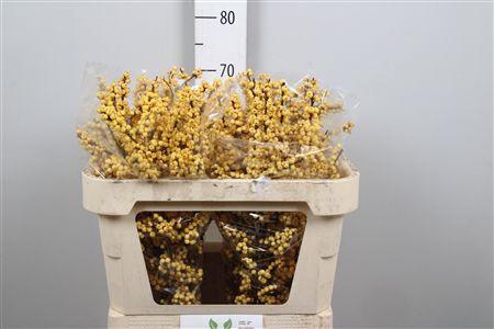 <h4>Ilex Ve Mag Citronella</h4>