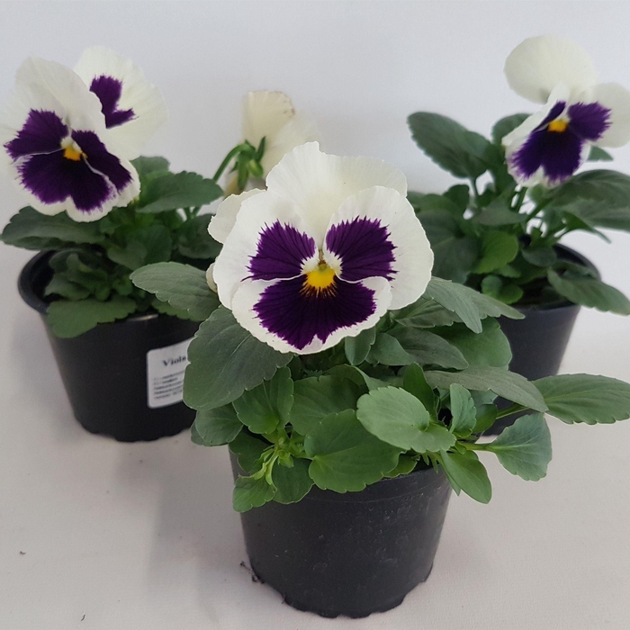 <h4>Viola Colossus F1 White with Blotch</h4>