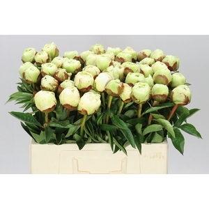 Paeonia Ivory Victory