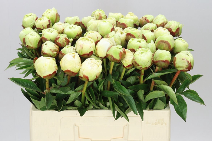 <h4>Paeonia Ivory Victory</h4>