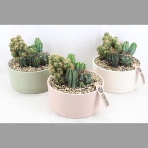arr3 UB - Ker. pastel schaal x3 cactus