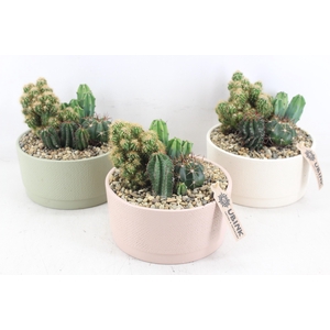 arr3 UB - Ker. pastel schaal x3 cactus