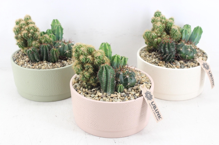 <h4>arr3 UB - Ker. pastel schaal x3 cactus</h4>
