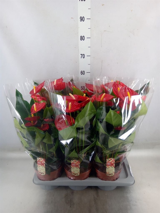 <h4>Anthurium andr. 'Tremendo'</h4>