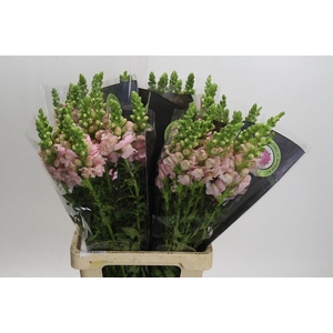 ANTIR POTO EARL PINK