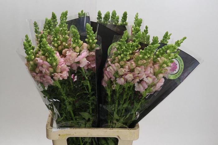 <h4>ANTIR POTO EARL PINK</h4>