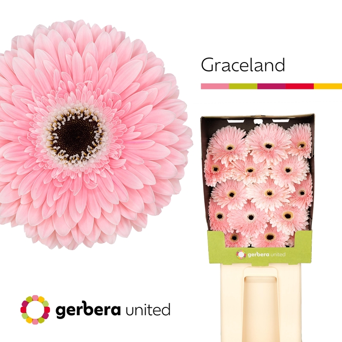 <h4>Ge Gr Graceland</h4>