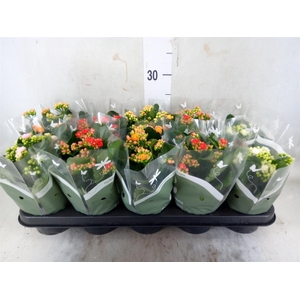 Kalanchoe blos.   ..rosebud mix