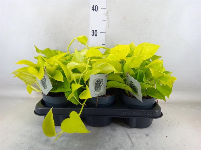 <h4>Epipremnum   ...</h4>