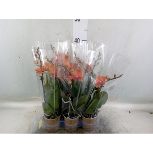 Phalaenopsis multi. 'Ant Bolzano'