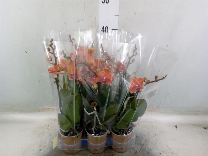 <h4>Phalaenopsis multi. 'Ant Bolzano'</h4>