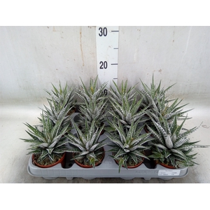 Haworthia fasciala 'Alba'